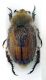 Anisoplia villosa F 1.JPG