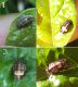 stadi crescita larva A.jpg