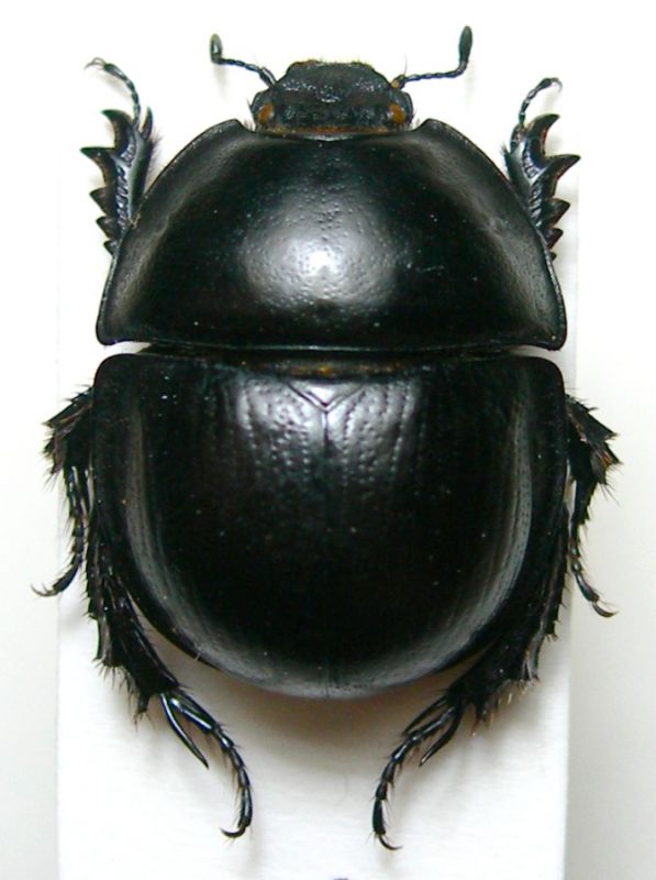 Th.distinctus.JPG