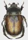 Anisoplia_tempestiva_Roccacasale_5-VII-2014_f_grey.jpg
