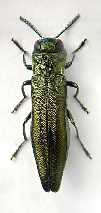 Agrilus sp Bosco s. Antonio.jpg