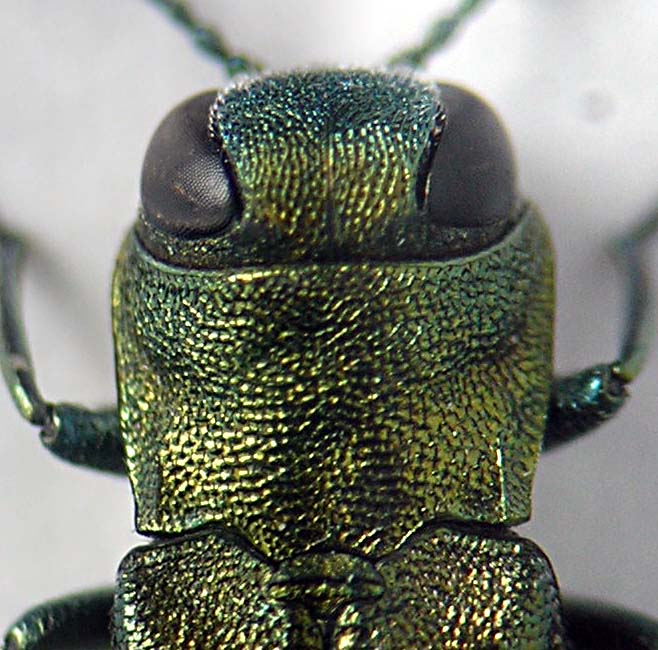 Agrilus sp Bosco s. Antonio 2.JPG