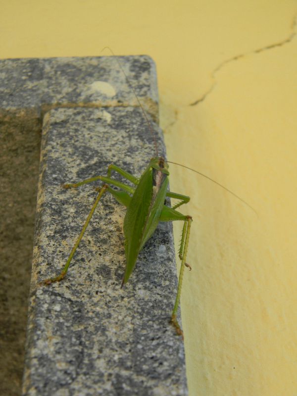 Tettigonia viridissima - Female.JPG