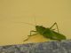 Tettigonia viridissima - Female (1).JPG