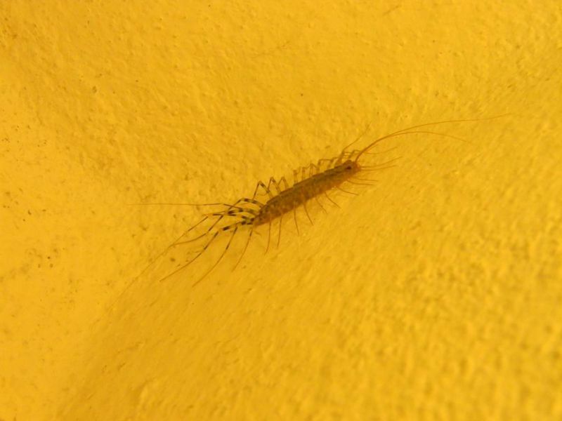 Scutigera coleoptrata.JPG