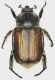 Anisoplia_Terminillo_7-VII-2014_f_grey.jpg