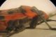 Lygaeus sp. 003 A.jpg