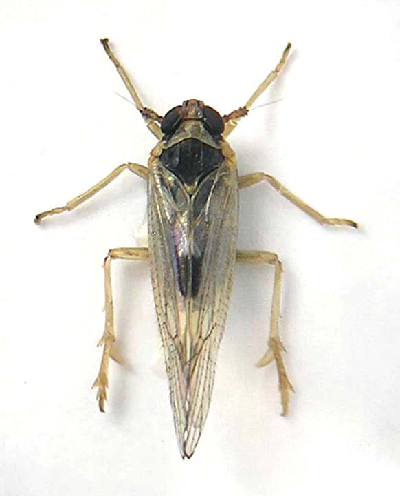 Laodelphax striatella.jpg