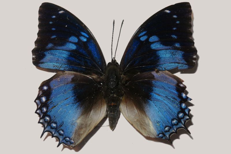 Charaxes-sp7.jpg