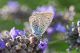 Blue-23.jpg