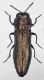 Agrilus etruscus  W  (1).jpg