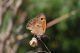 Coenonympha-pamphilus-12.jpg