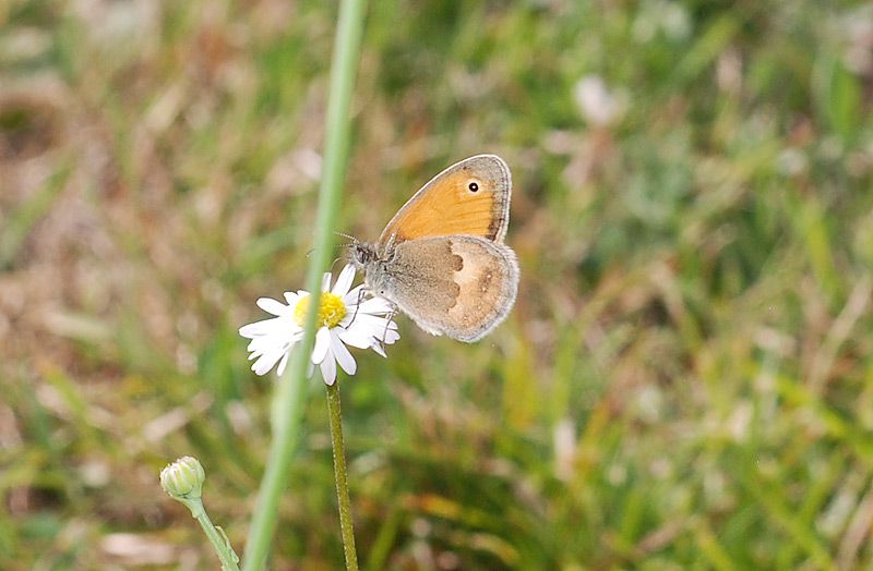 Coenonympha-pamphilus-03.jpg