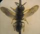 Ectemnius 003 A.jpg
