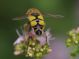 IMGP7411_Hoverfly_sm.JPG