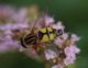 IMGP7417_Hoverfly_sm.JPG
