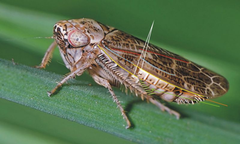 cicadellidae_sp37_el.jpg