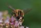 IMGP7412_Hoverfly_Helophilus_sm.JPG