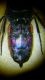 DSCF8017.JPG