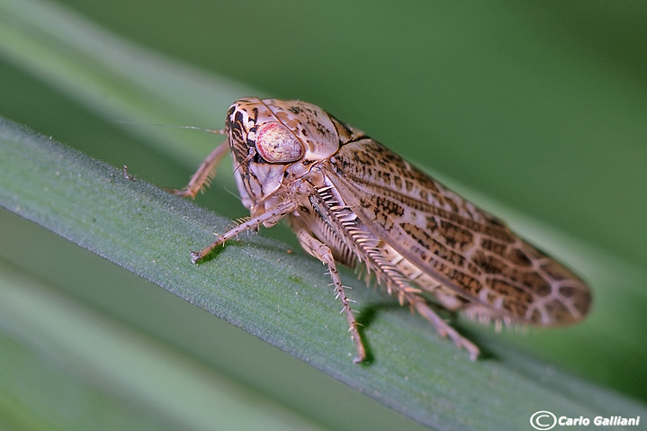 cicadellidae sp37.jpg