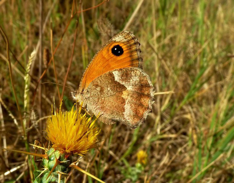 monte pacciano 04 08 13.jpg