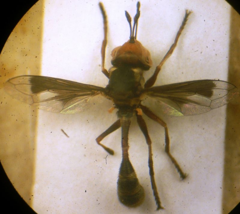 Physocephala sp - Diptera Conopidae Conopinae.JPG