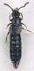 Staphylinidae_San-Quirico_7-III-2010.jpg