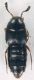 Staphylinidae_San-Quirico_7-III-2010_b.jpg