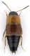 Staphylinidae_San-Quirico_7-III-2010_c.jpg