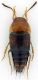 Staphylinidae_San-Quirico_7-III-2010_d.jpg