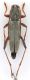Comb1259_11cRcr.jpg