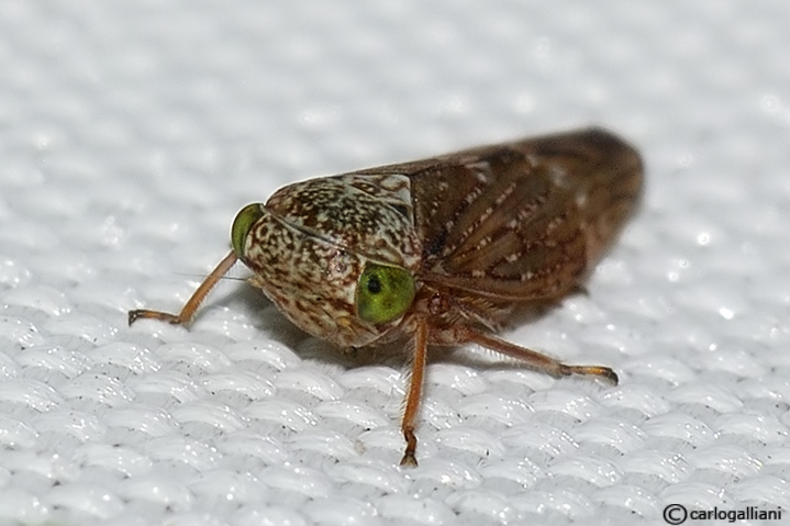 cicadellidae sp.25.jpg