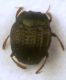 Onthophilus affinis Redtenbacher 1849 - Histeridae, Onthophilinae .JPG