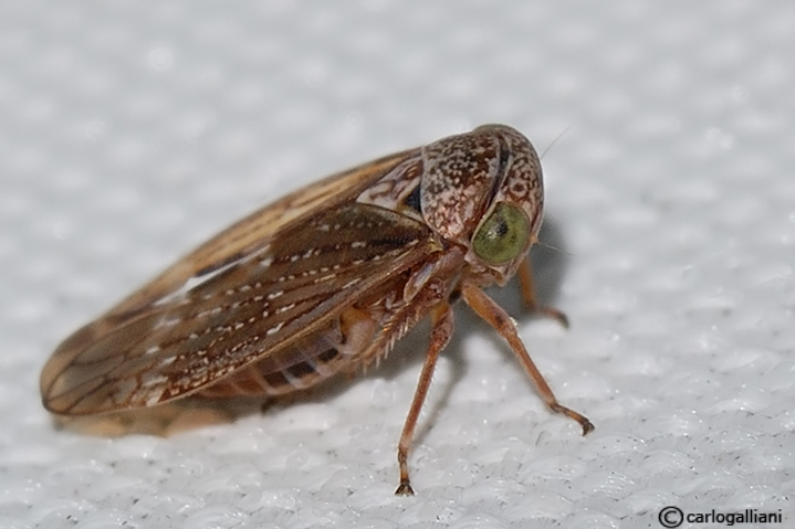 cicadellidae sp.27.jpg