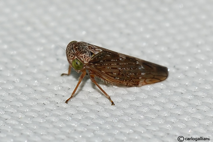 cicadellidae sp.29.jpg