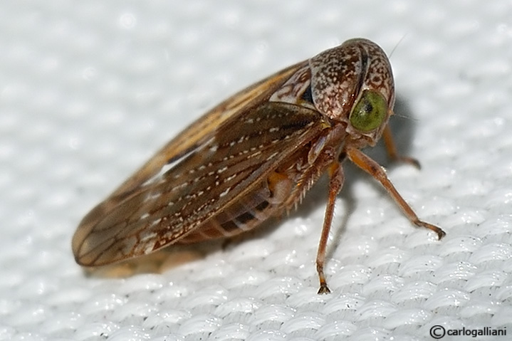 cicadellidae sp.30.jpg