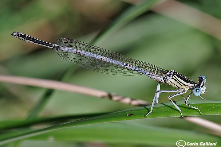 platycnemis latipes05.jpg