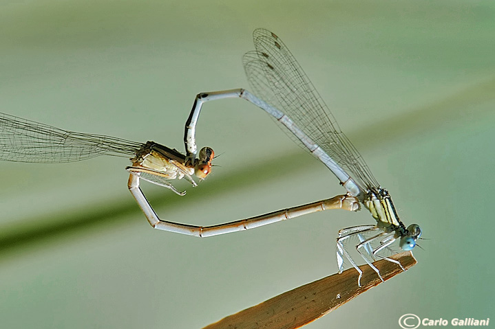 platycnemis latipes15.jpg