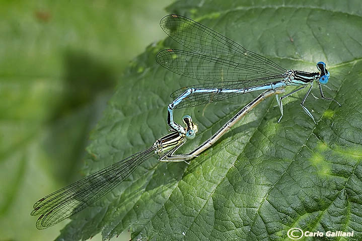 platycpennis pennipes11.jpg