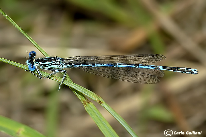 platycpennis pennipes28.jpg