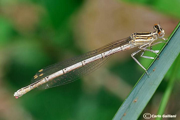 platycpennis pennipes49.jpg