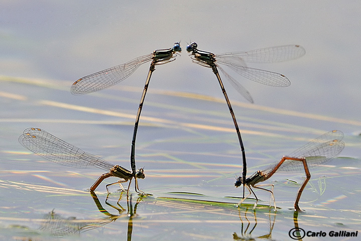 platycpennis pennipes65.jpg