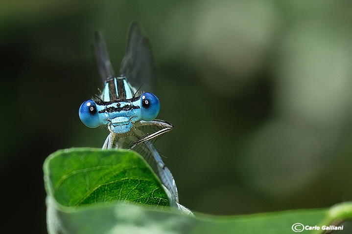 platycpennis pennipes55.jpg