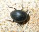Tenebrionidae Marocco2.jpg