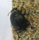 Tenebrionidae Marocco3.JPG