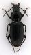 Comb1280_10Zcr.jpg
