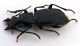 Comb1279_19Zcr.jpg