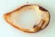 Comb1276_12Zcr.jpg