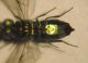 Chrysidae ! 002 A.jpg