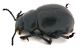 Comb1304_43zLicr.jpg